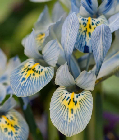 Diverse - Iris reticulata Katharina Hodgkin 5 buc marime 6/8
