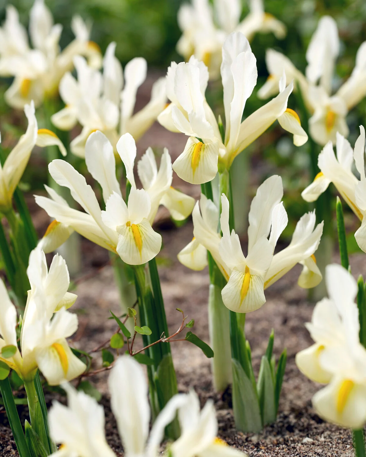 Irisi - Iris reticulata Louise 5 buc marime 5/6