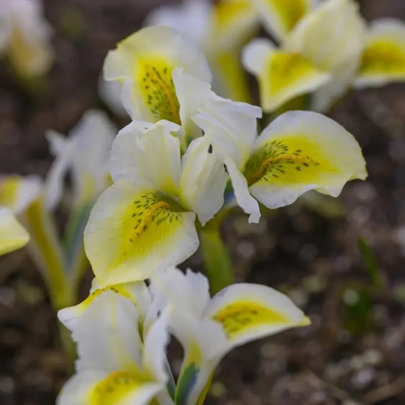 Irisi - Iris reticulata North Star 5 buc marime 5/6