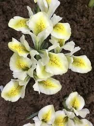 Iris reticulata North Star 5 buc marime 5/6 [1]