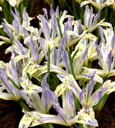 Diverse - Iris reticulata Painted Lady 5 buc marime 5/6