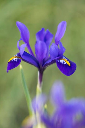 Irisi - Iris reticulata Pixie 5 buc marime 5/6