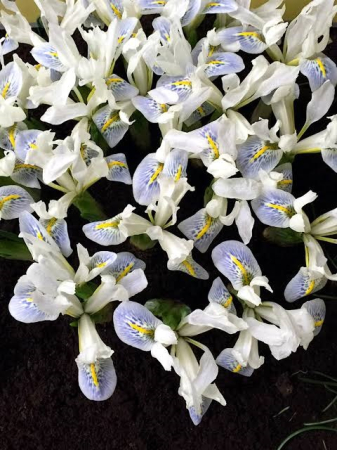 Iris reticulata Polar Ice 5 buc marime 5/6 [1]