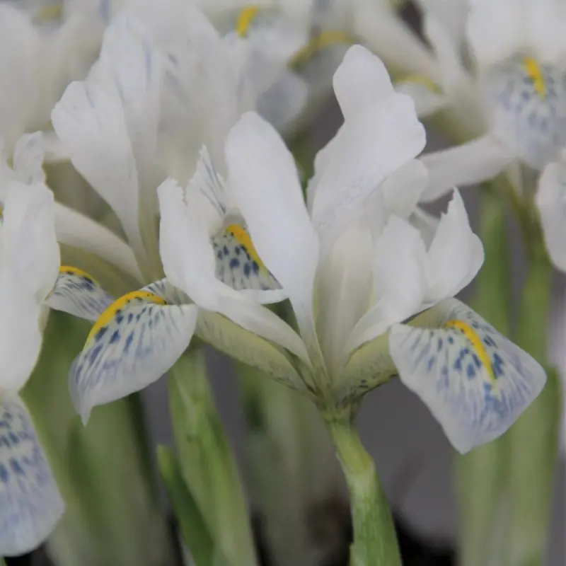 Irisi - Iris reticulata Polar Ice 5 buc marime 5/6