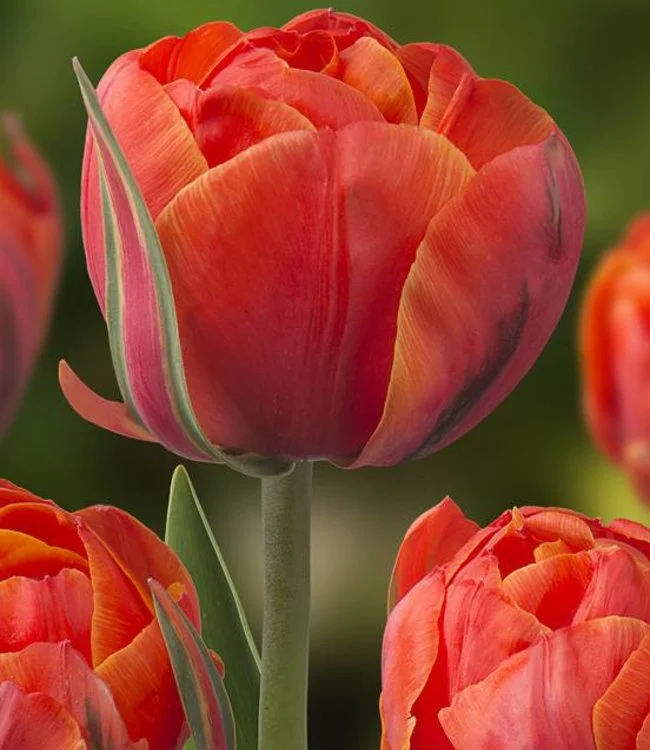 Lalele duble tip bujor - Lalele duble Queensday marime 12
