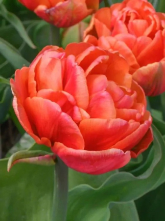 Bulbi de toamna - livrari din 7 septembrie - Lalele duble Queensday marime 12