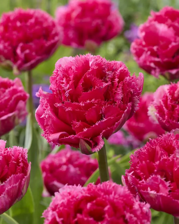 Lalele duble tip bujor - Lalele duble Wind of Change 3 buc marime 12