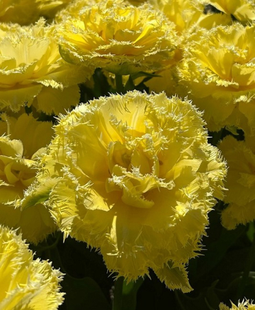 Lalele duble tip bujor - Lalele franjurate Lemon Shoot 3 buc marime 12