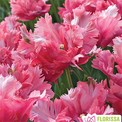 Lalele papagal Flamingo Queen 3 buc marime 12 [1]