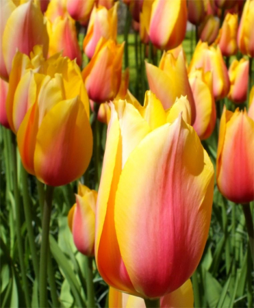 Lalele tarzii Blushing Beauty 3 buc marime 12 [1]
