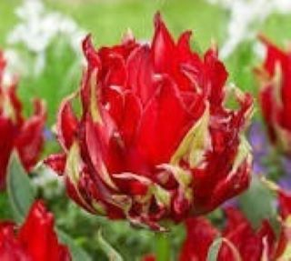 tip crin - Lalele tip crin Red Spider 3 buc  marime 12