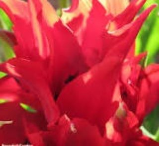 Lalele tip crin Red Spider 3 buc  marime 12 [1]