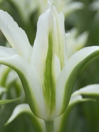 viridiflora - Lalele viridiflora Green Star 3 buc marime 12
