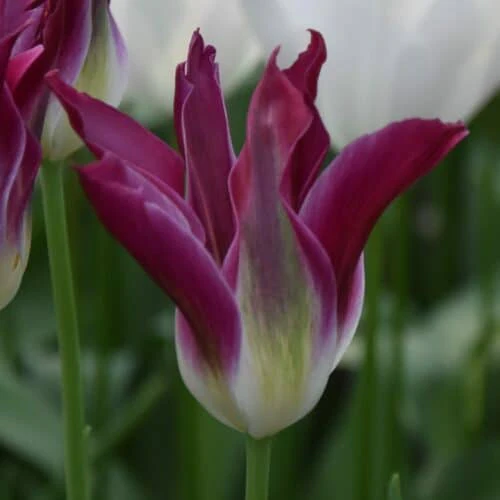 viridiflora - Lalele viridiflora Purple Dance 3 buc marime 12