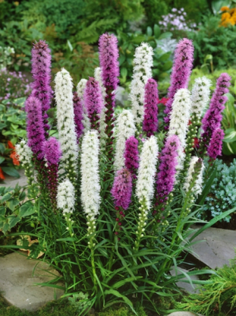 Liatris - Liatris spicata mix 10 bucati