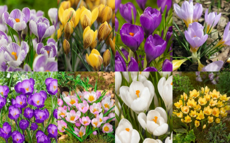 Branduse de primavara - Branduse (crocus) mix 8 soiuri 40 buc marime 5/7, 6/7