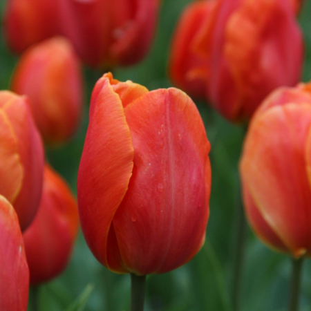triumph - Bulbi de lalele Prins Willem Alexander 3 buc marime 12