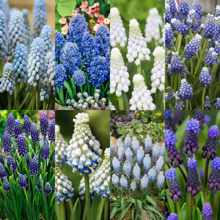 Muscari - Pachet  bulbi de muscari mix 20 buc marime 7/8