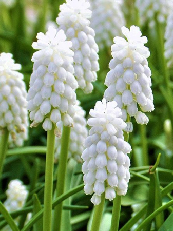 Mix bulbi de muscari 20 buc marime 7/8 [3]