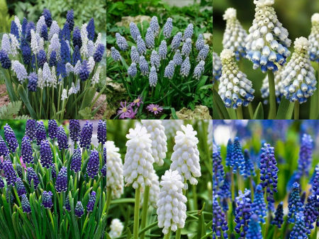 Diverse - Mix bulbi de muscari 20 buc marime 7/8