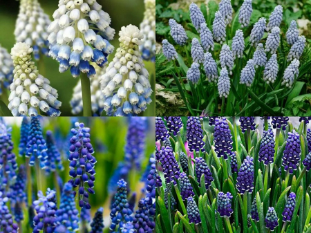 Muscari - Mix bulbi de muscari 20 buc marime 7/8