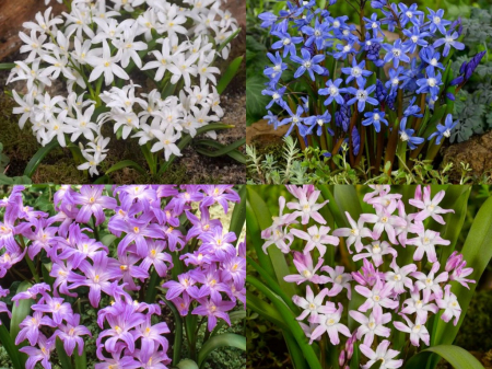 Diverse - Mix  Chionodoxa 10 buc