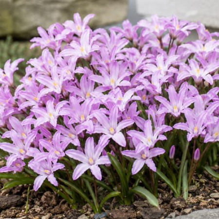 Mix  Chionodoxa 10 buc [4]