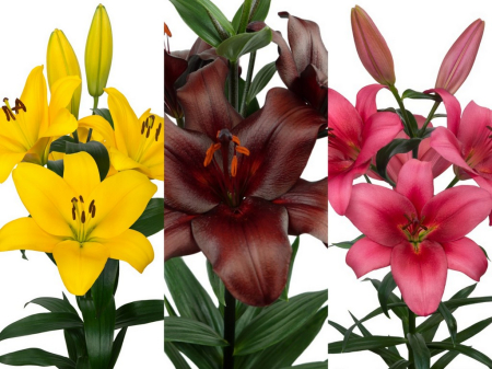 Crini LA - Mix crini Trio bulbi 20/22