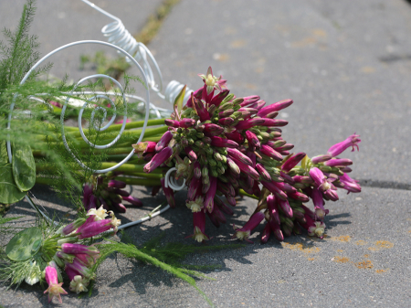 Dichelostemma mix Ida Maia si Congestum   7 buc marime 5/6 [4]