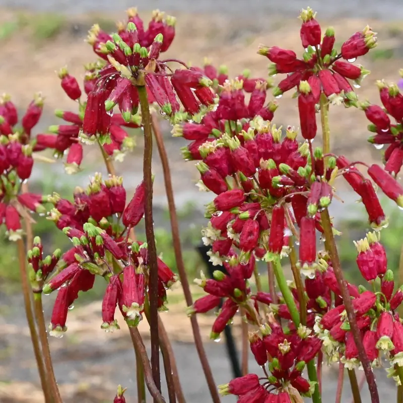 Dichelostemma mix Ida Maia si Congestum   7 buc marime 5/6 [3]