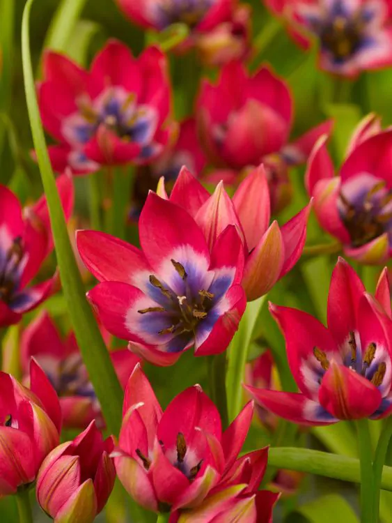 Mix lalele botanice Clusiana Chrysantha , Little Beauty, Saxtalis [4]