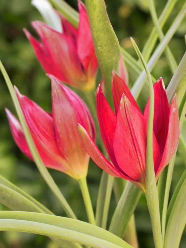 Mix lalele botanice Clusiana Chrysantha , Little Beauty, Saxtalis [1]
