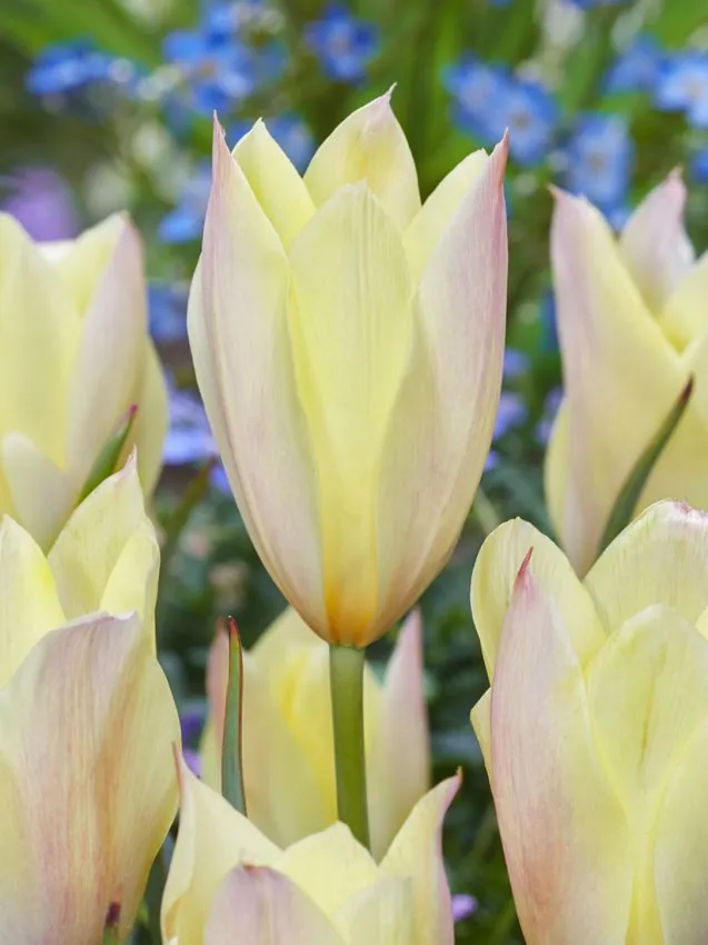 Mix lalele botanice Clusiana Chrysantha , Little Beauty, Saxtalis [8]