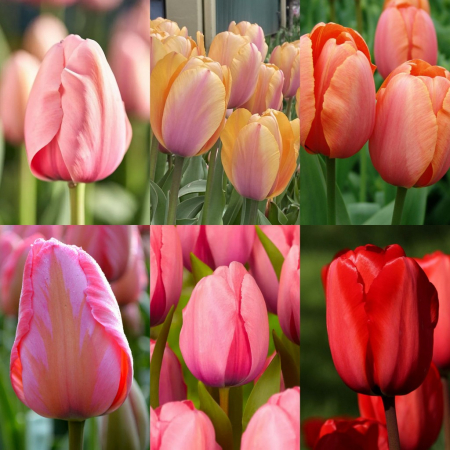 darwin - Pachet de lalele darwin Blushing Impression si Pink Impression 6 bulbi marime 11/12