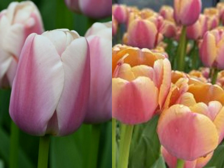 darwin - Mix lalele darwin Royal Pride, Coral Pride, Purple Pride 9 buc marime 12+ , 11/12