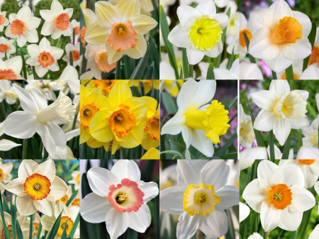 Trompeta - Mix lalele tip trompeta 12 buc