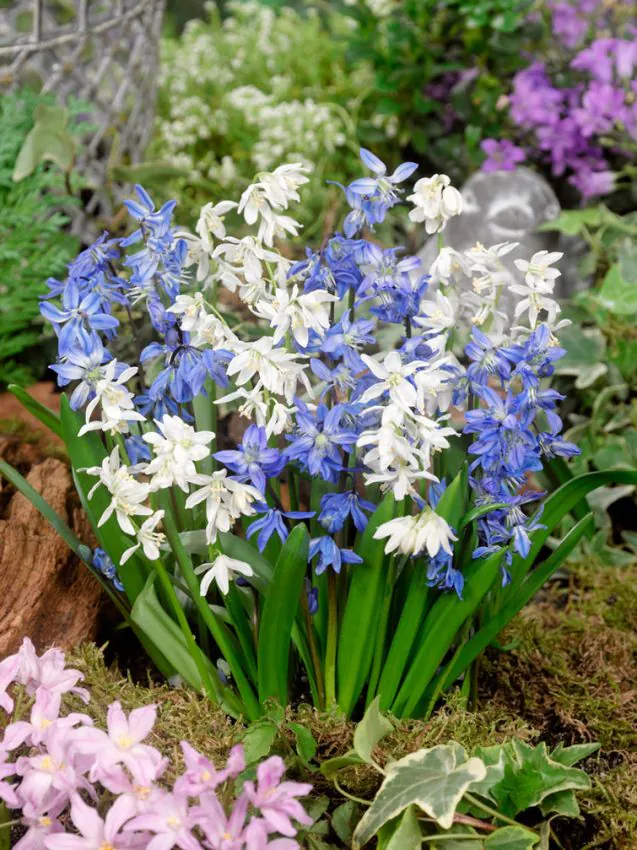 Scilla - Mix scilla siberica alba si albastra 10 buc