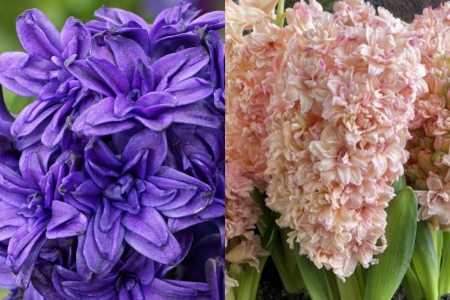 Zambile - Pachet de 2 zambile duble, batute