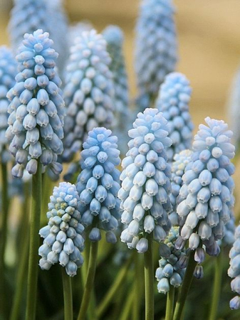 Muscari - Muscari Baby's Breath 10 buc