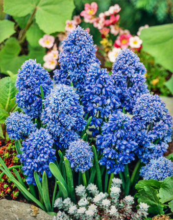 Muscari - Muscari Blue Spike 10 buc marime 7/8