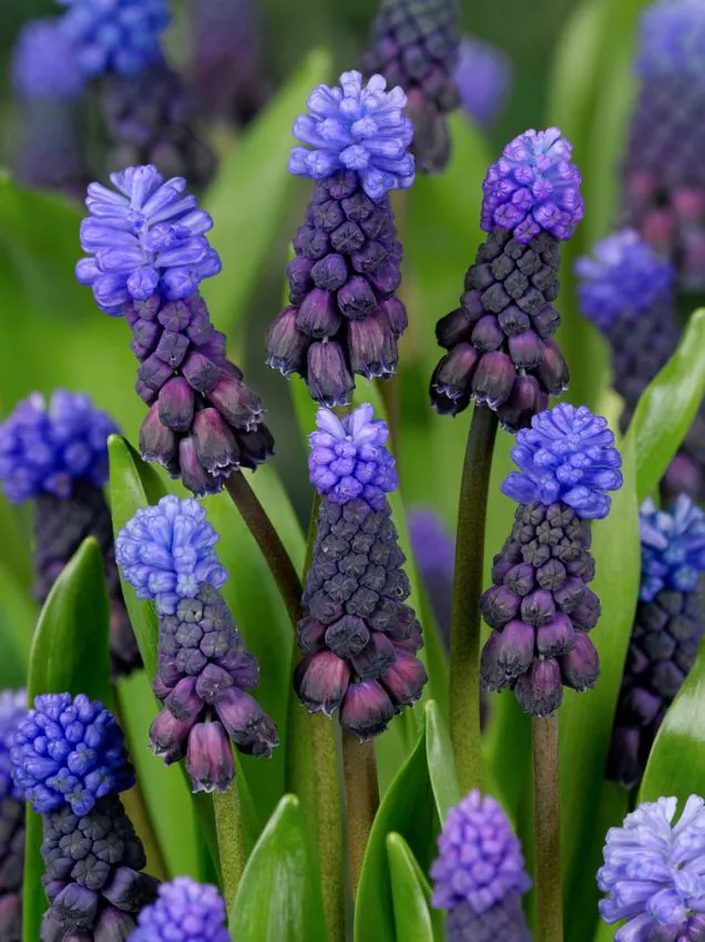 Muscari - Muscari latifolium 10 buc marime 7/8
