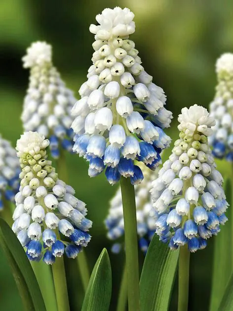 Muscari - Muscari Mountain lady 10 buc marime 7/8