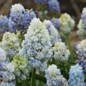 Muscari - Muscari dubli Nature's Beauty