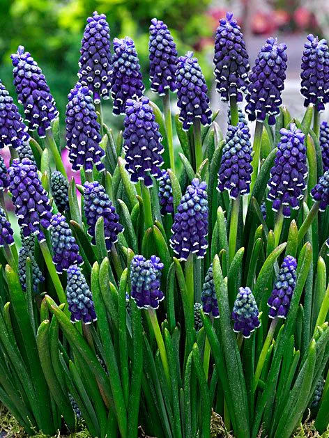 Muscari - Muscari Night Eyes 10 buc marime 7/8