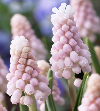 Noutati toamna 2026 - Muscari Pink Sunrise 5 buc marime 6/7