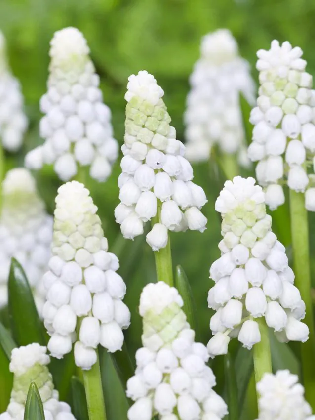 Muscari - Muscari Siberian Tiger 10 buc marime 7/8