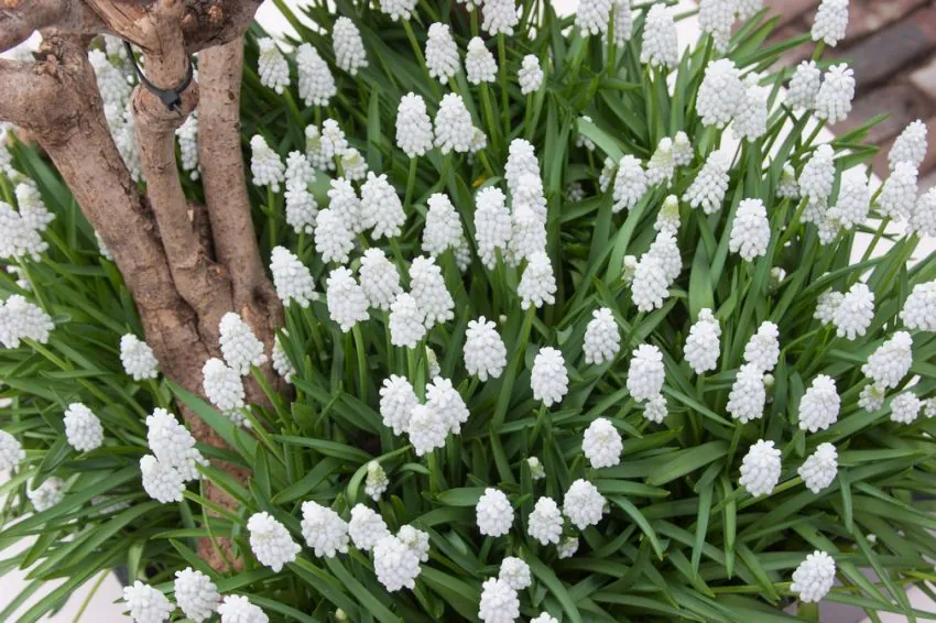 Muscari Siberian Tiger 10 buc marime 7/8 [1]