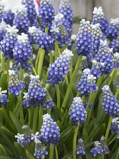 Muscari - Muscari Touch of Snow 10 buc marime 7/8