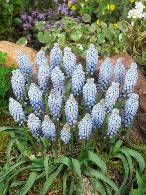 Muscari - Muscari Valerie Finnis 10 buc marime 7/8