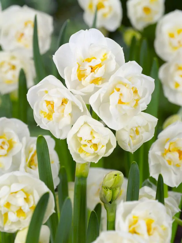 Bulbi de toamna - Narcise Bridal crown 3 buc 14/16